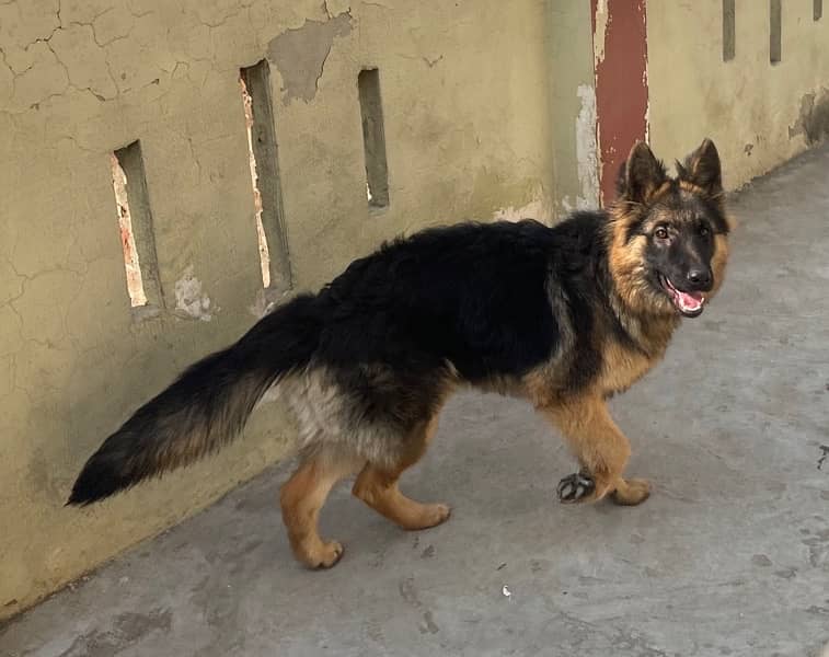 German shepherd female long coat 5month puppy 3