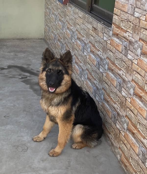 German shepherd female long coat 5month puppy 4