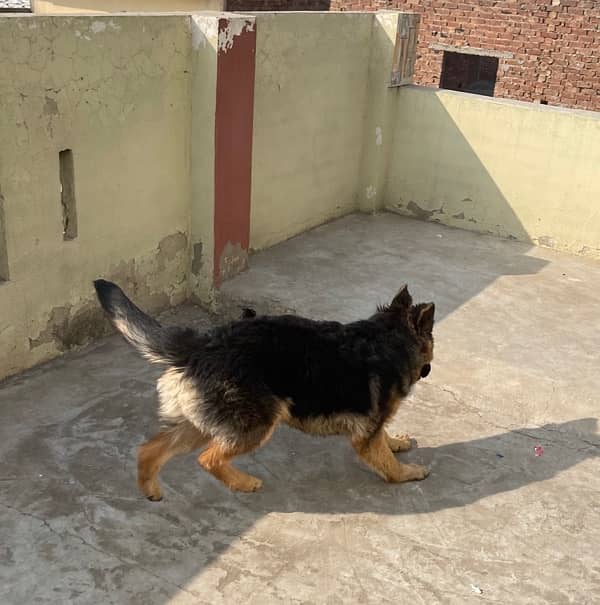 German shepherd female long coat 5month puppy 5