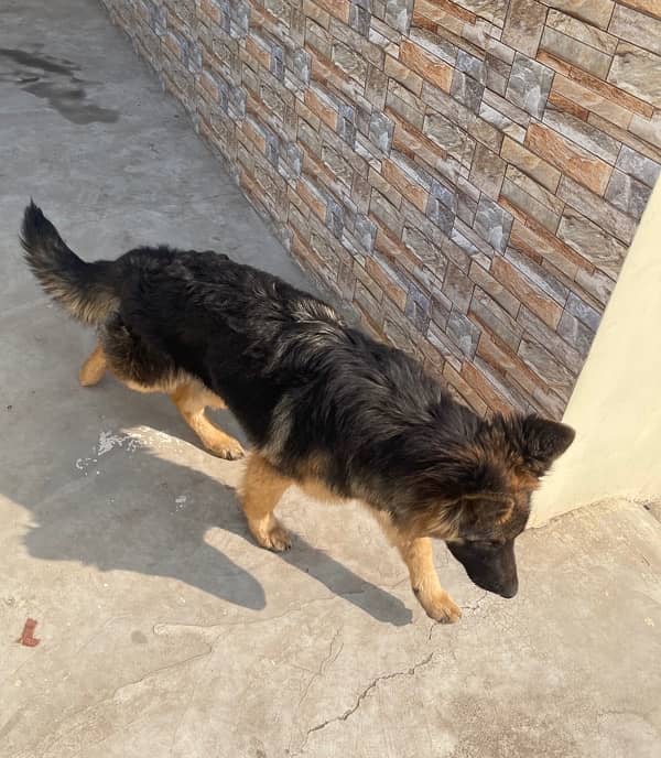 German shepherd female long coat 5month puppy 6