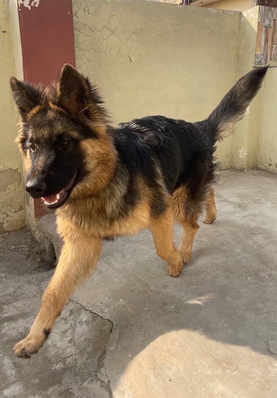 German shepherd female long coat 5month puppy 7