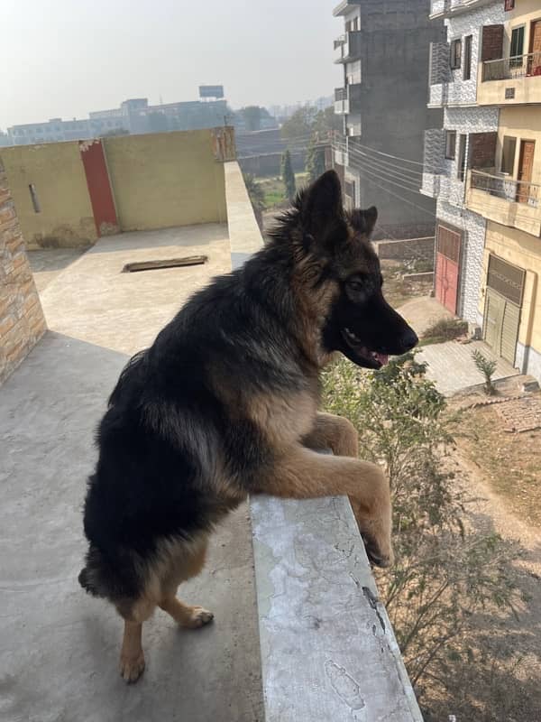 German shepherd female long coat 5month puppy 8