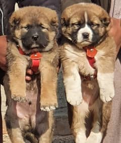 Bakarwal dogs pair male female age 2 month havey bone for sale