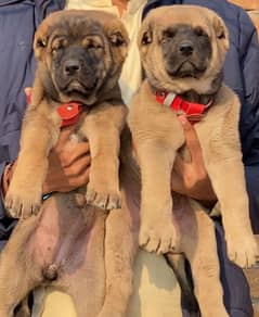 Kurdish kangal pair male female age 2 month havey bone for sale