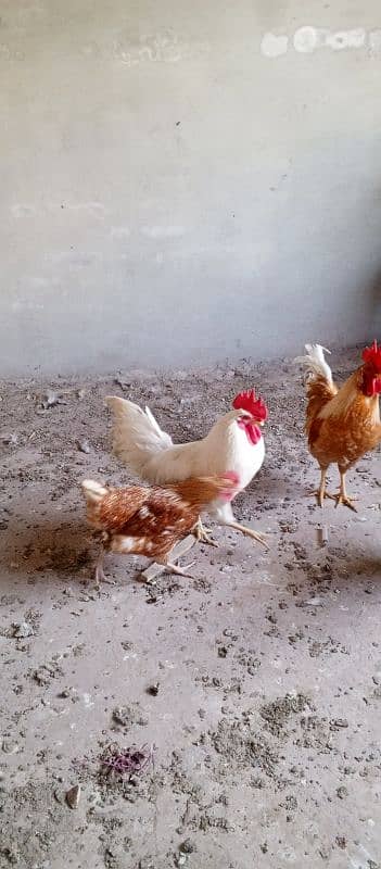 desi misri eggs laying 3