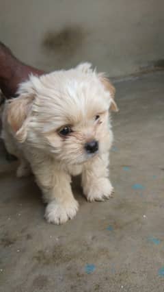 shihtzu Dogs/ Shih Tzu Male / shihtzu female /Shihtzu male female pup