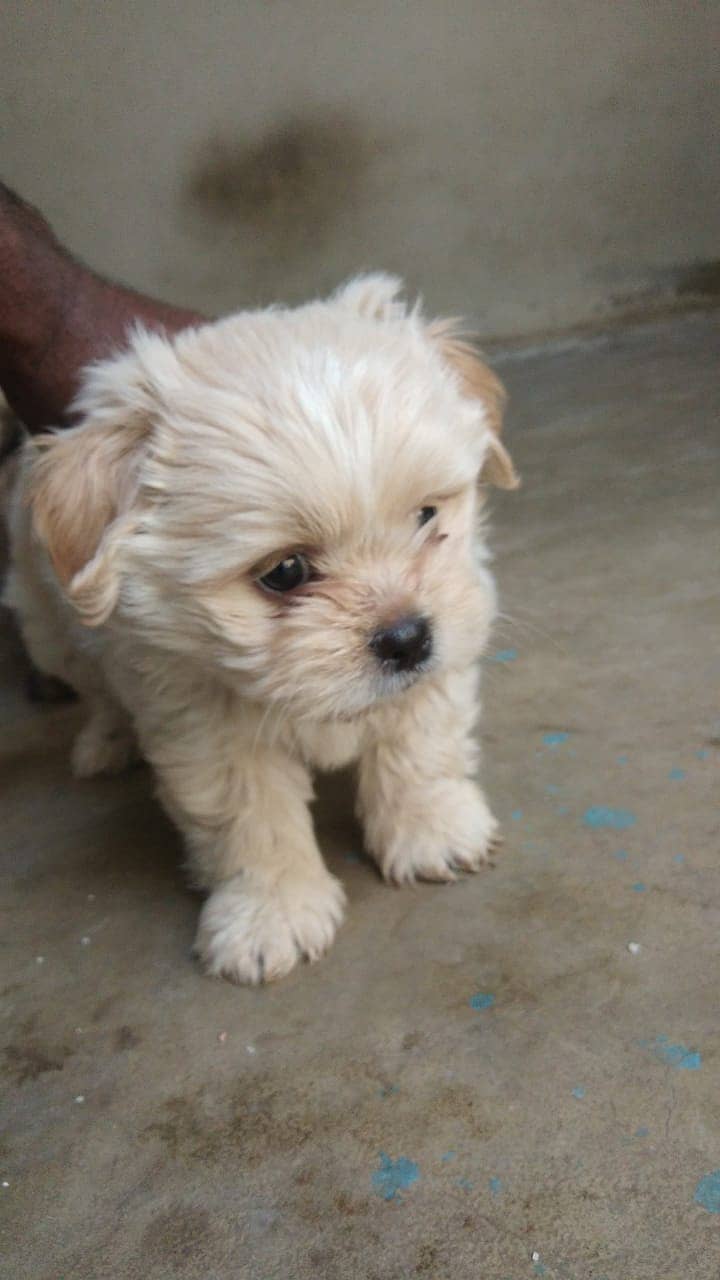 shihtzu Dogs/ Shih Tzu Male / shihtzu female /Shihtzu male female pup 0