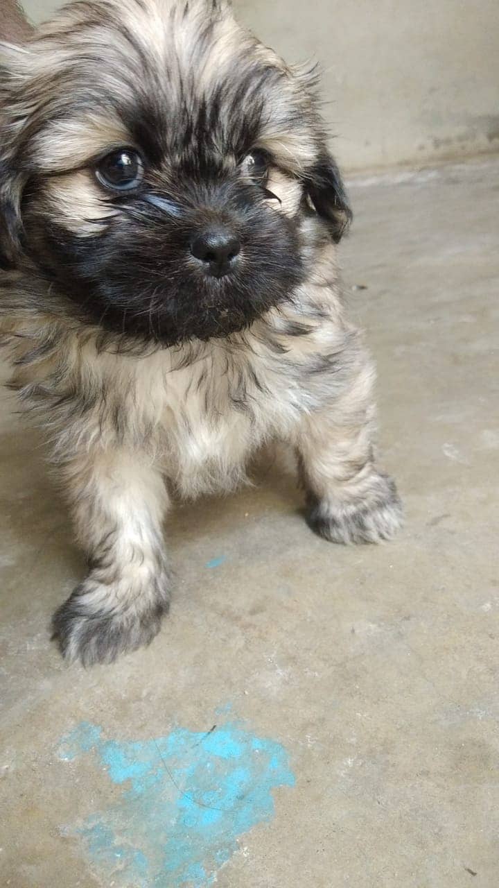 shihtzu Dogs/ Shih Tzu Male / shihtzu female /Shihtzu male female pup 1