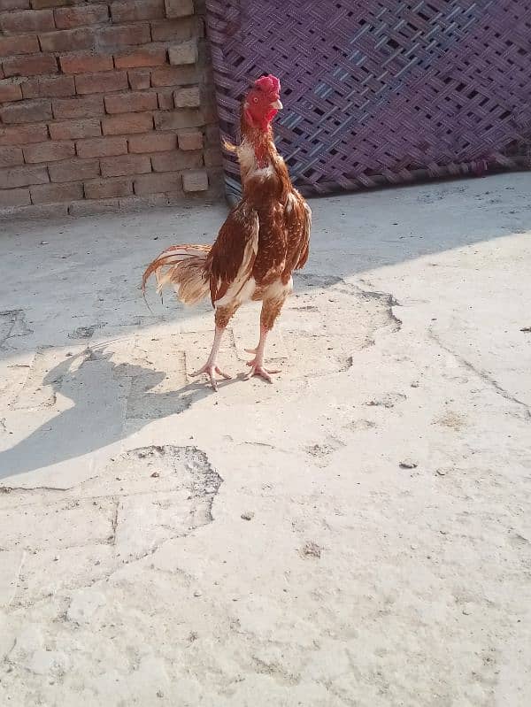 Desi or Aseel hens andy dy rhi hen 0