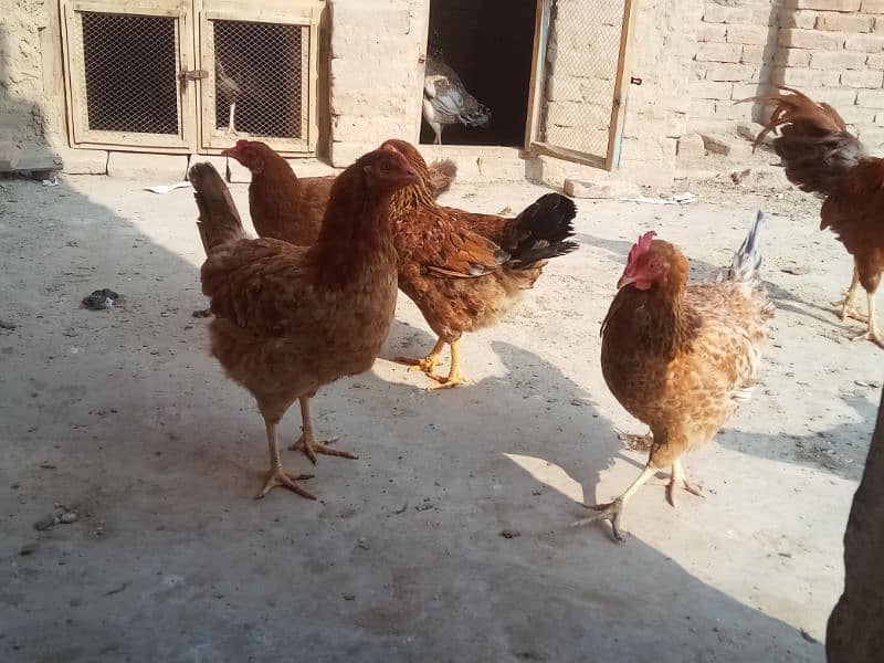 Desi or Aseel hens andy dy rhi hen 2