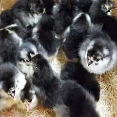 astrolop chicks available for sale