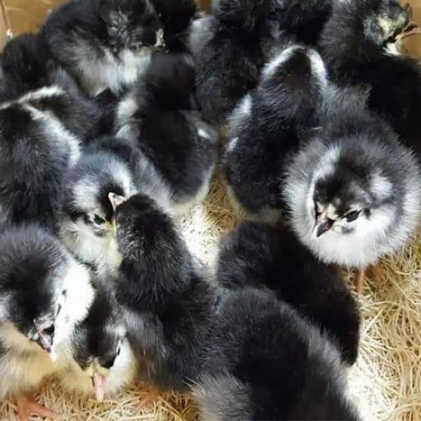 astrolop chicks available for sale 0