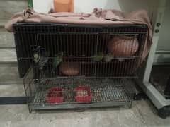 Australian parrot for sale with cage