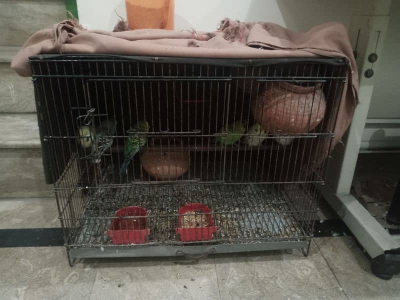 Australian parrot for sale with cage 0