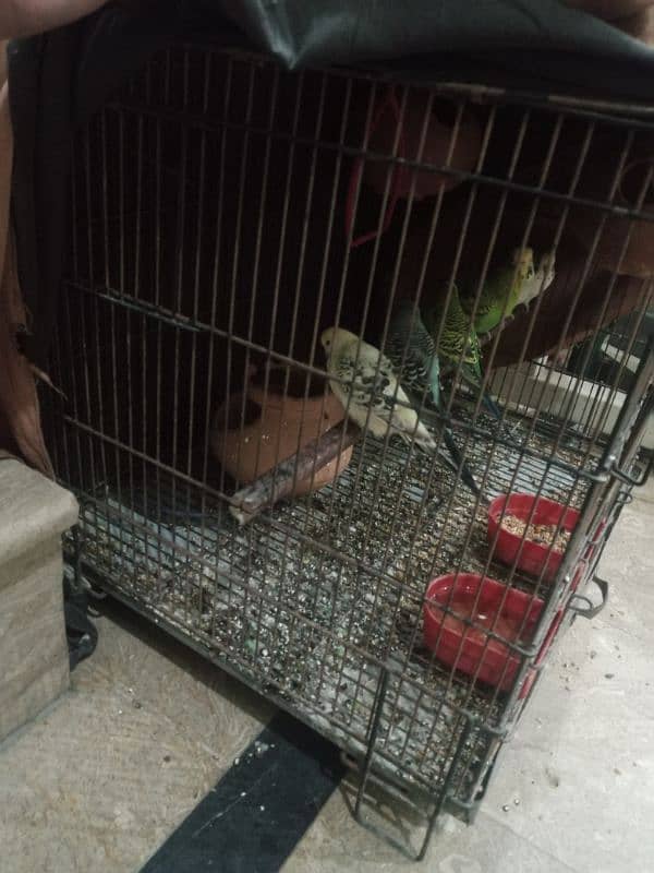 Australian parrot for sale with cage 1