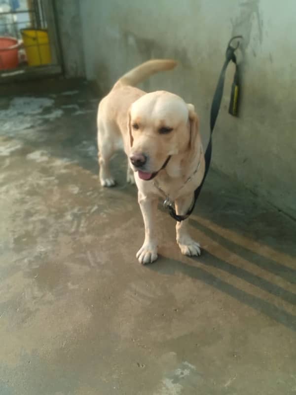 Pedigreed male available for sell 0