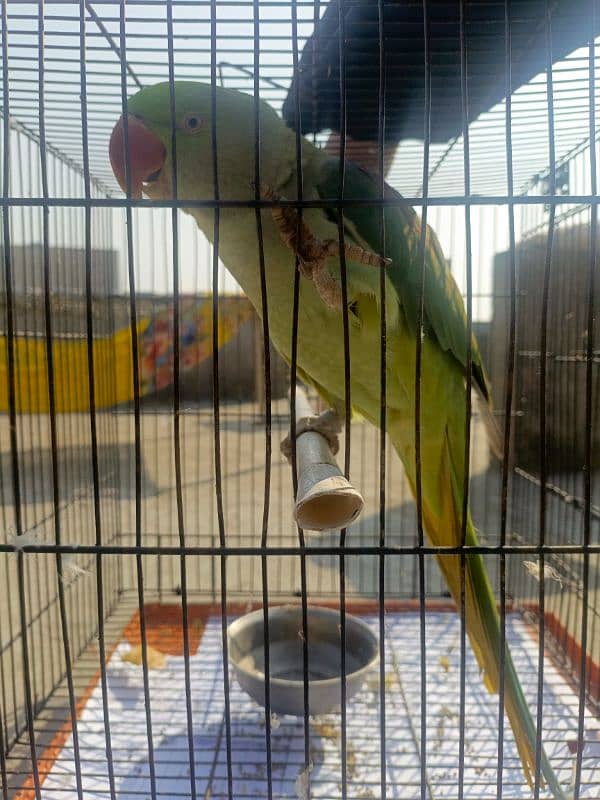 talking parrot for sale 2