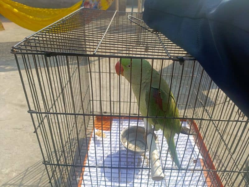 talking parrot for sale 3