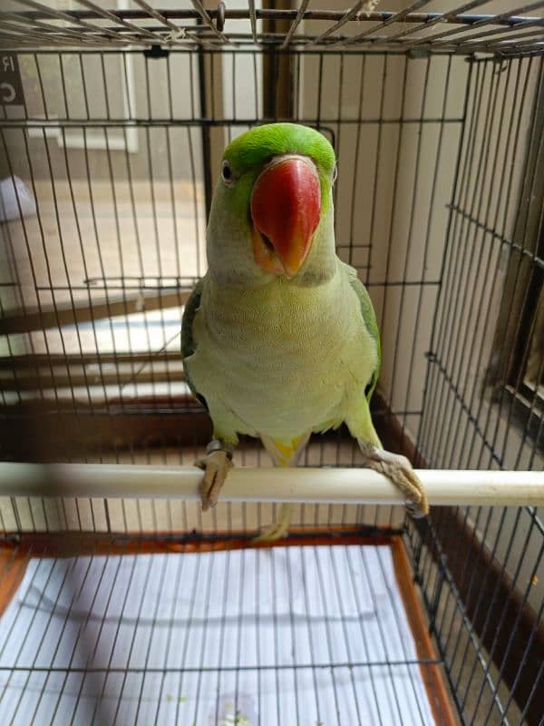 talking parrot for sale 4