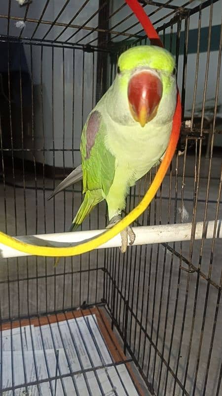 talking parrot for sale 6