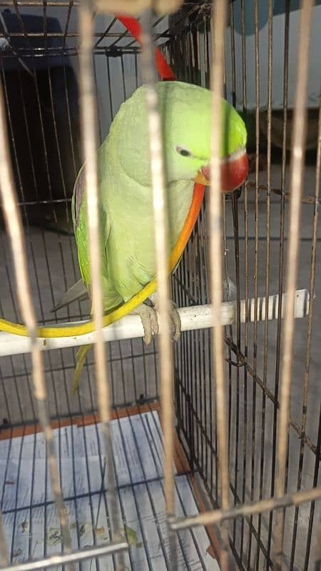 talking parrot for sale 7