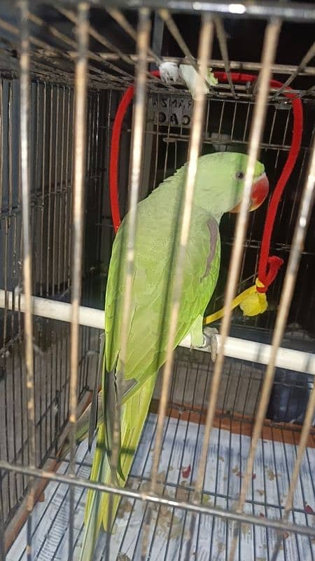 talking parrot for sale 8