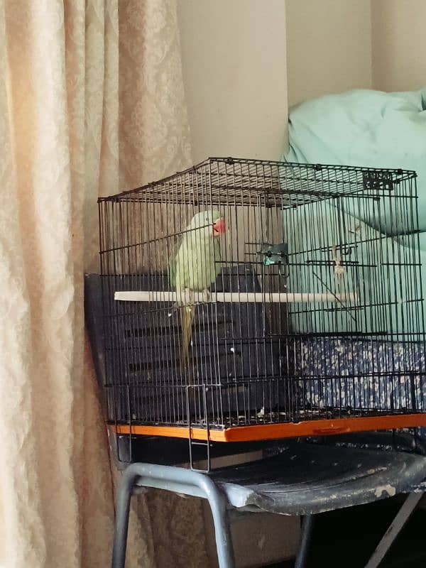 talking parrot for sale 9