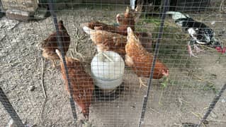 Lohman brown females for sale