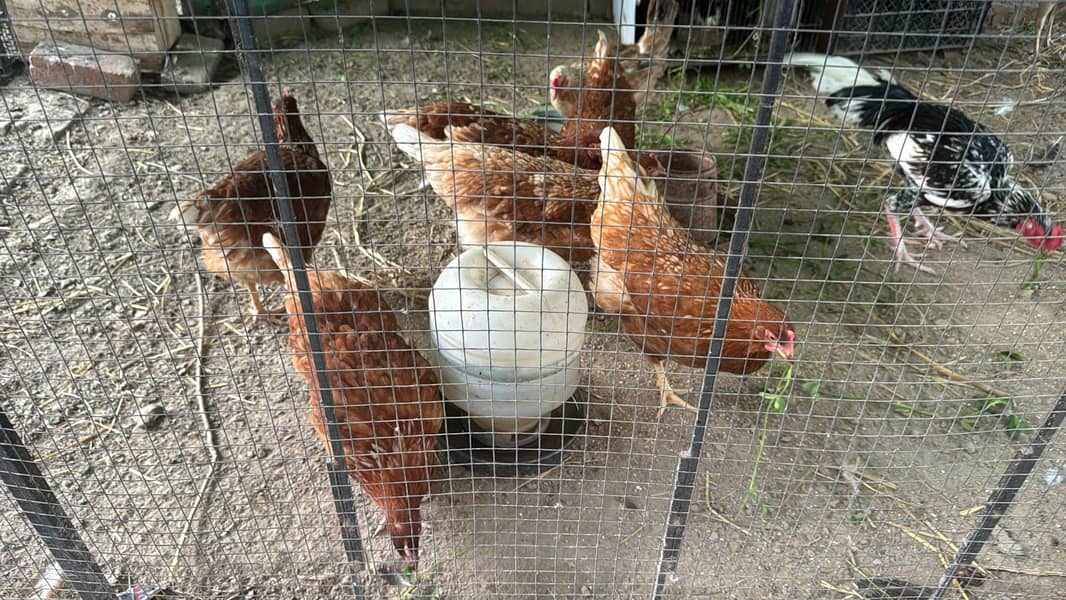 Lohman brown females for sale 0