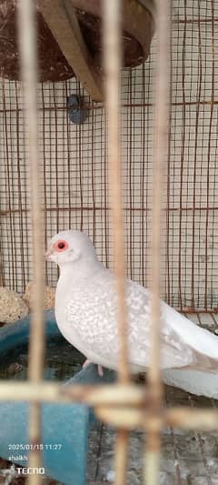 opal dove with one chick