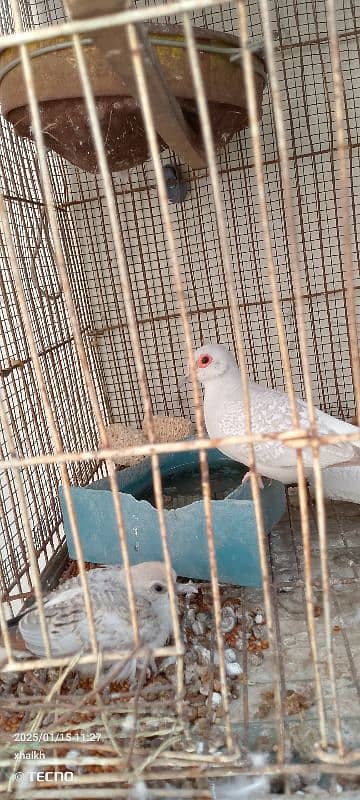 opal dove with one chick 1