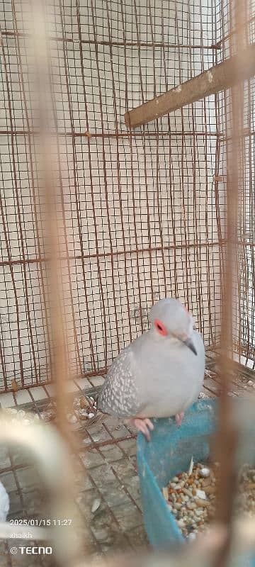 opal dove with one chick 2