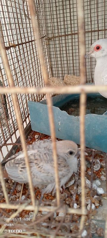 opal dove with one chick 3