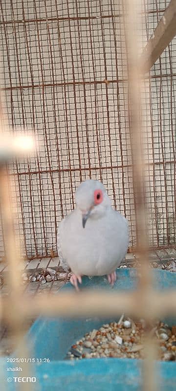 opal dove with one chick 4