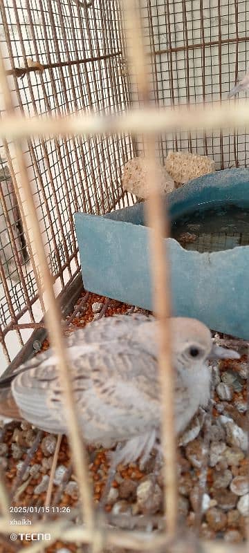 opal dove with one chick 5