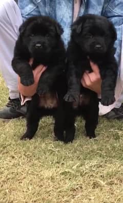 black German Shepherd long coa / puppy / GSD pup  /German Shepherd Dog