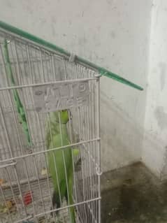 Green Parrot For sale