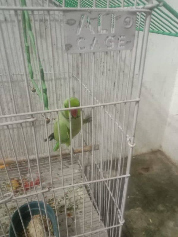 Green Parrot For sale 1