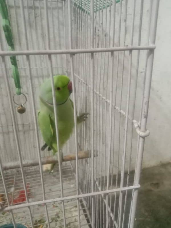 Green Parrot For sale 2