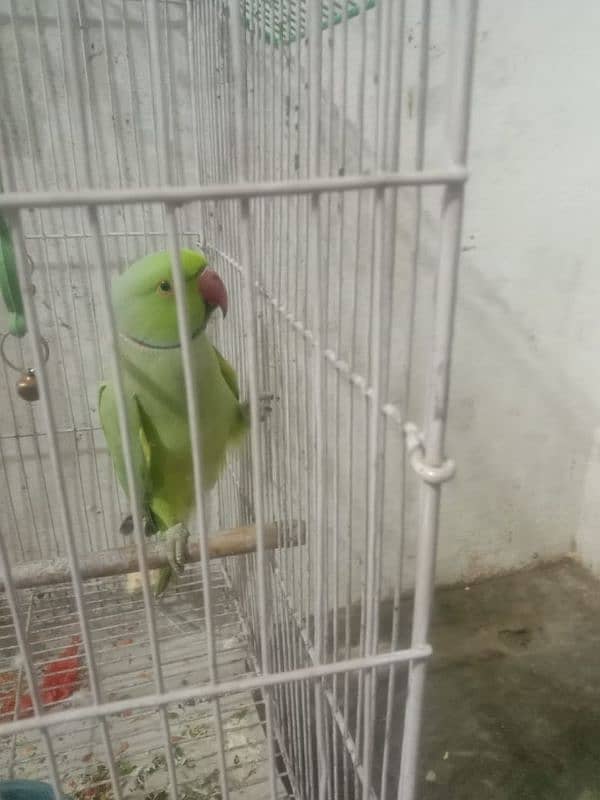 Green Parrot For sale 3