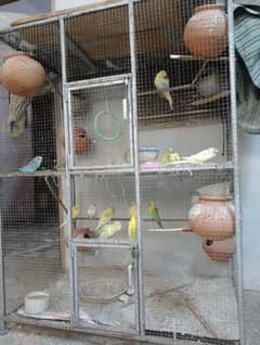 budgies colony with cage