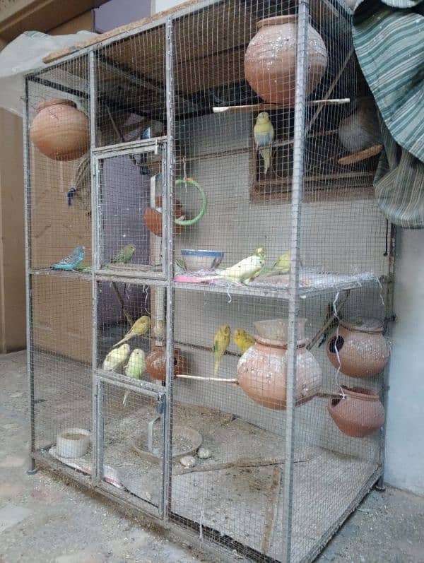 budgies colony with cage 1