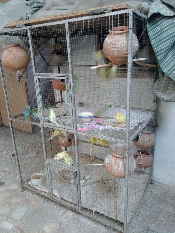 budgies colony with cage 2