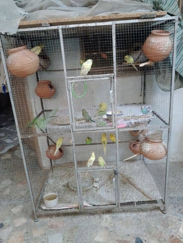 budgies colony with cage 3