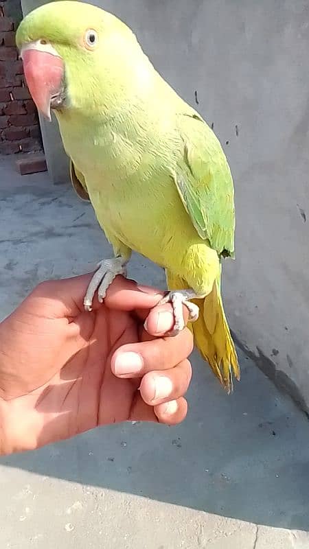 hand tame male parrot 0