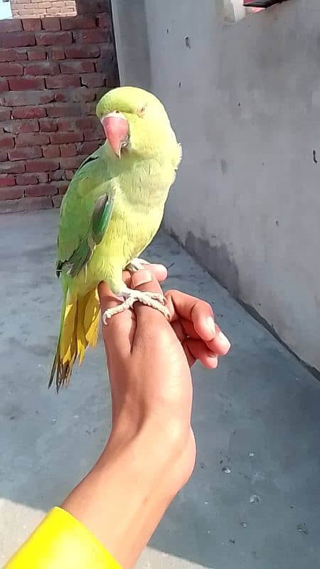 hand tame male parrot 1