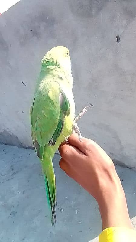 hand tame male parrot 2