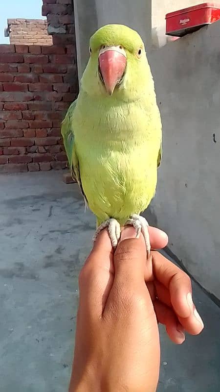 hand tame male parrot 3