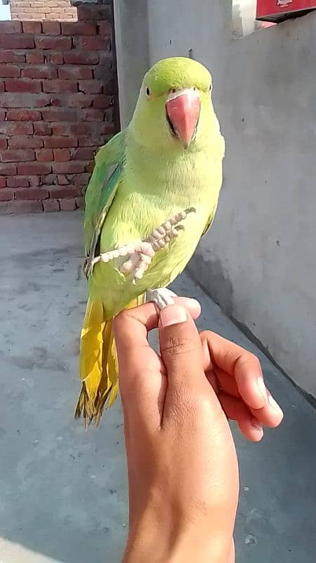 hand tame male parrot 4