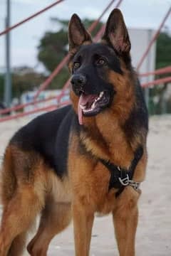 German Shepherd Adult Male for Stud/Sale